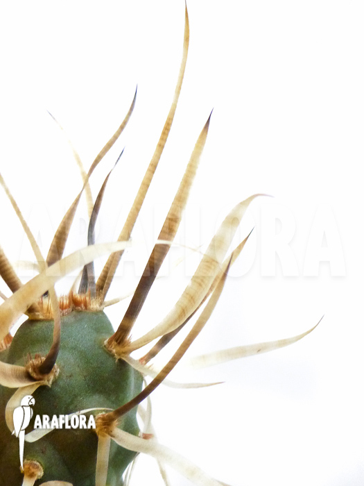 Tephrocactus papyracanthus