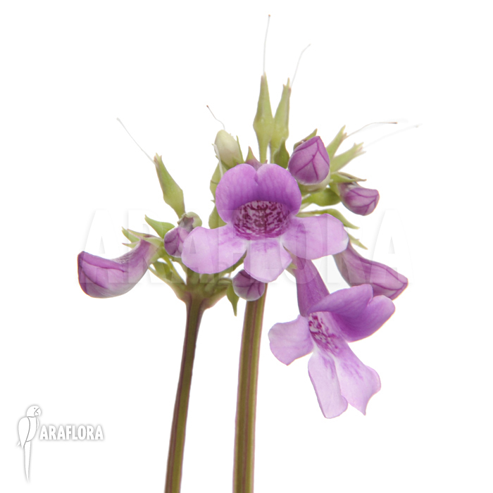 Tetranema roseum ‘Mexican foxglove’