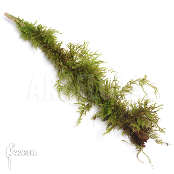 Thuidium moss species