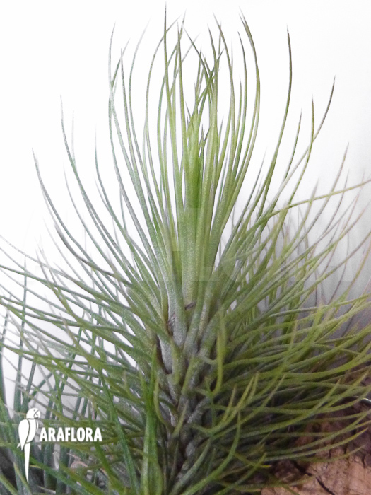 Tillandsia andreana