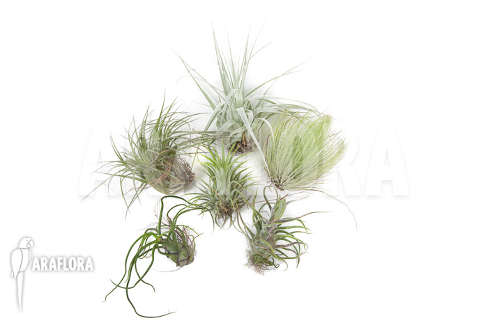 Tillandsia araflora starterset 6