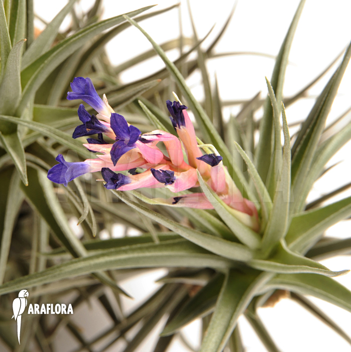 Tillandsia bergeri
