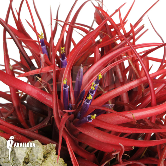 Tillandsia brachycaulos