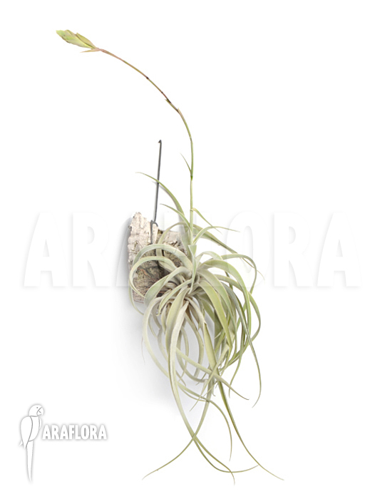Tillandsia cacticola