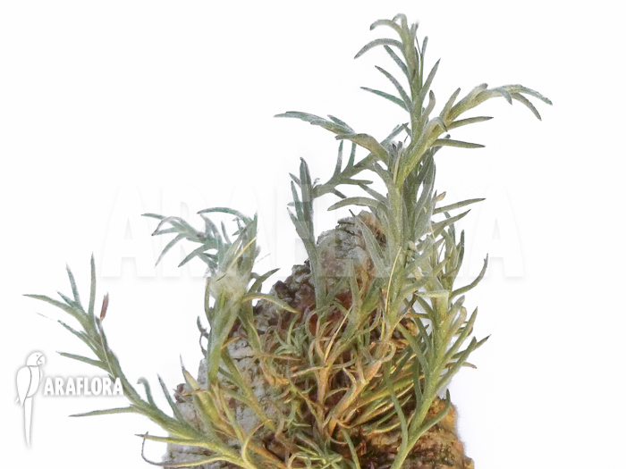 Tillandsia capillaris