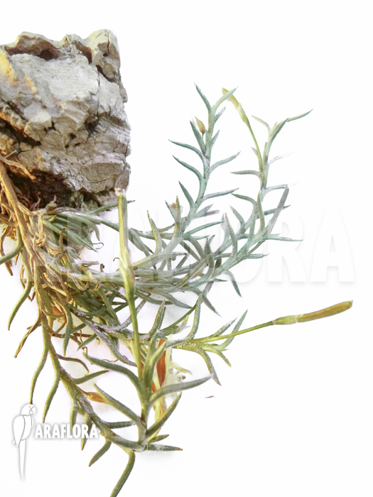 Tillandsia capillaris