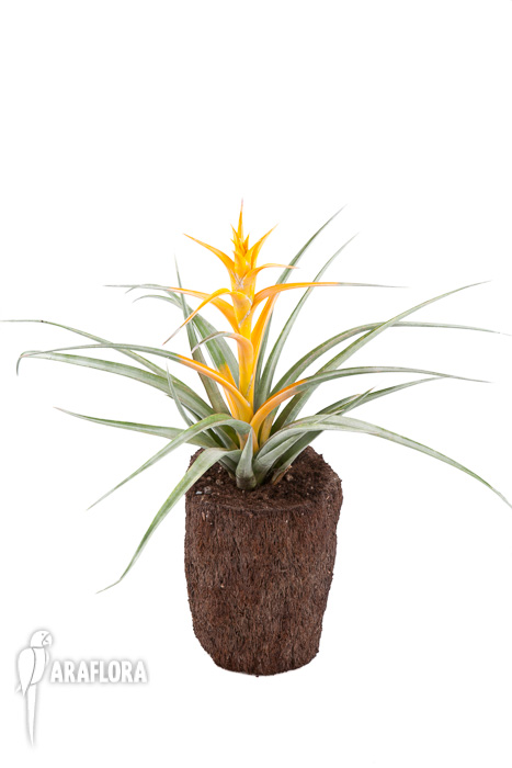 Tillandsia capitata ‘Maya Gold’