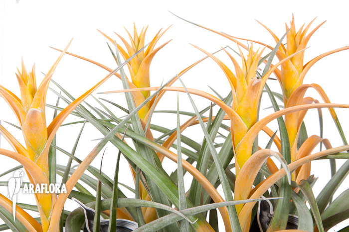 Tillandsia capitata ‘Maya Gold’