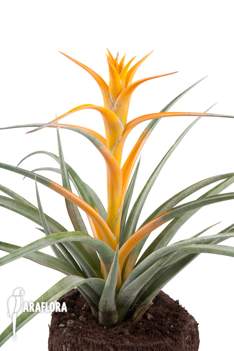 Tillandsia capitata ‘Maya Gold’