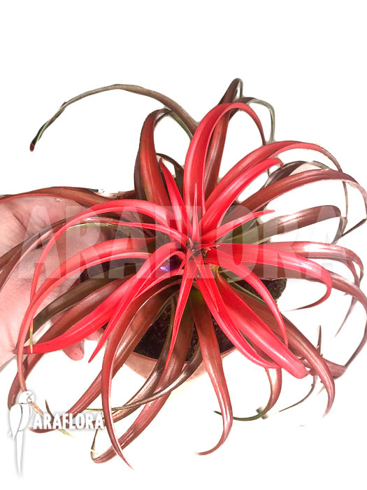 Tillandsia capitata hermosa