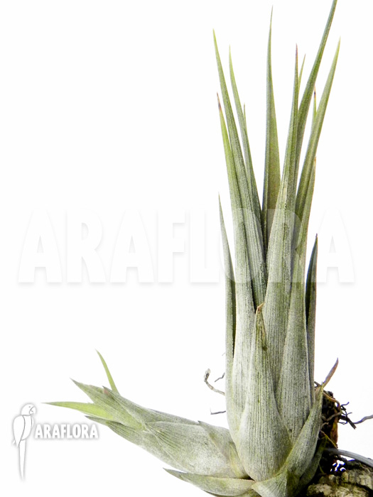 Tillandsia circinnatoides