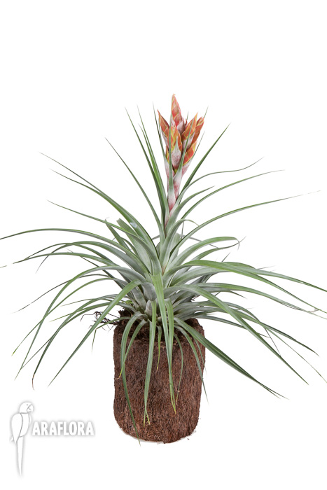 Tillandsia compressa