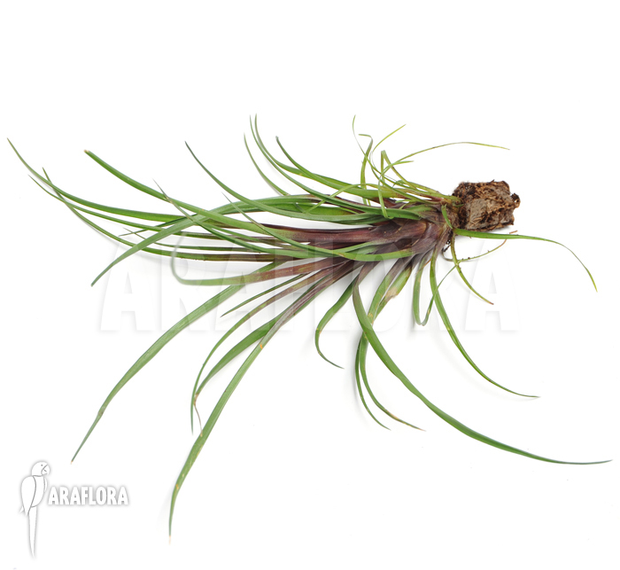 Tillandsia cyanea