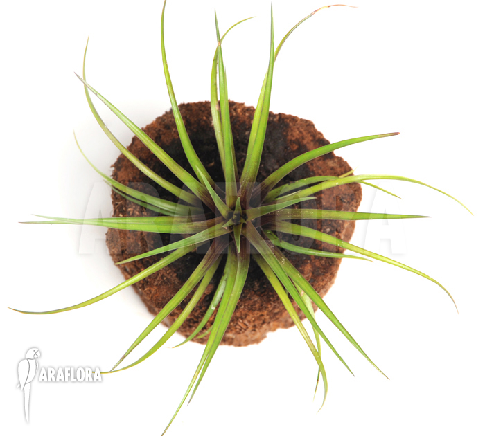 Tillandsia cyanea