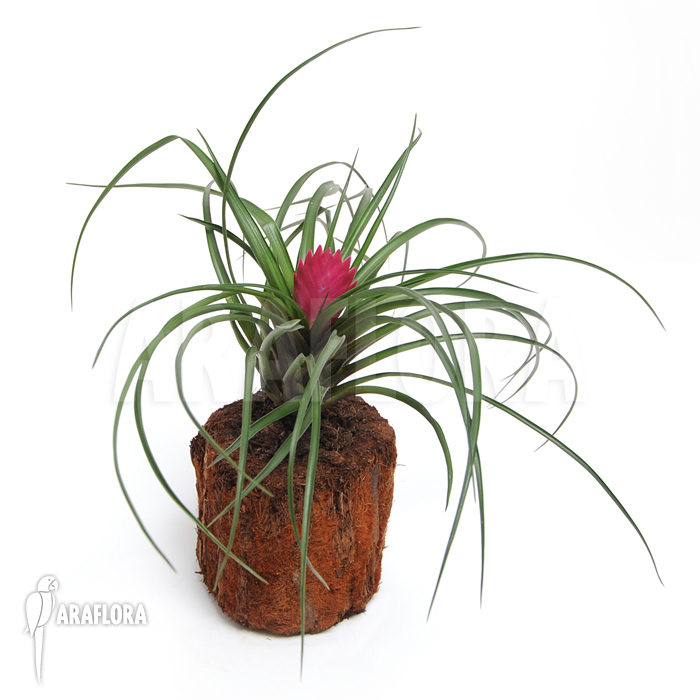 Tillandsia cyanea