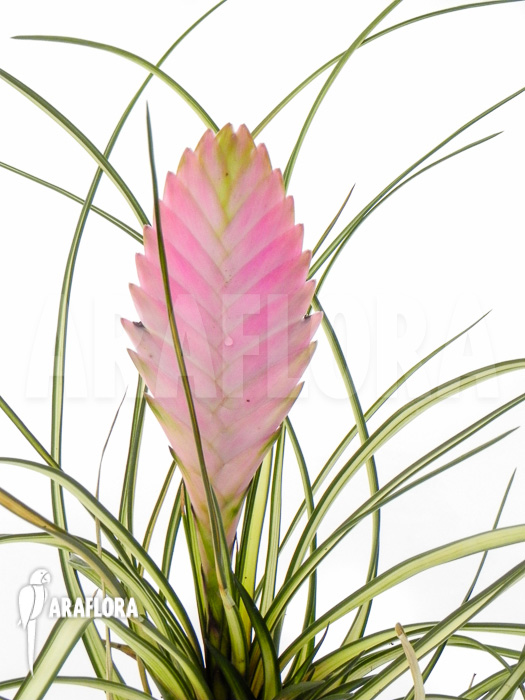 Tillandsia cyanea ‘Variagated’