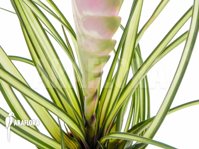 Tillandsia cyanea ‘Variagated’