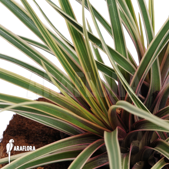 Tillandsia cyanea ‘Variagated’