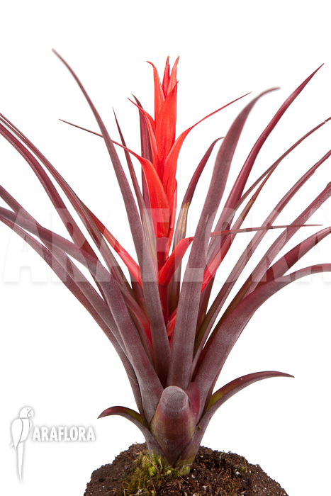 Tillandsia foliosa