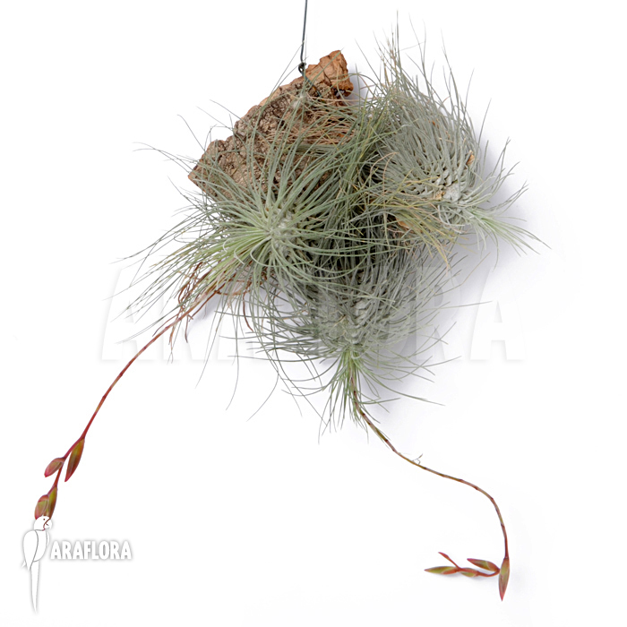 Tillandsia fuchsii