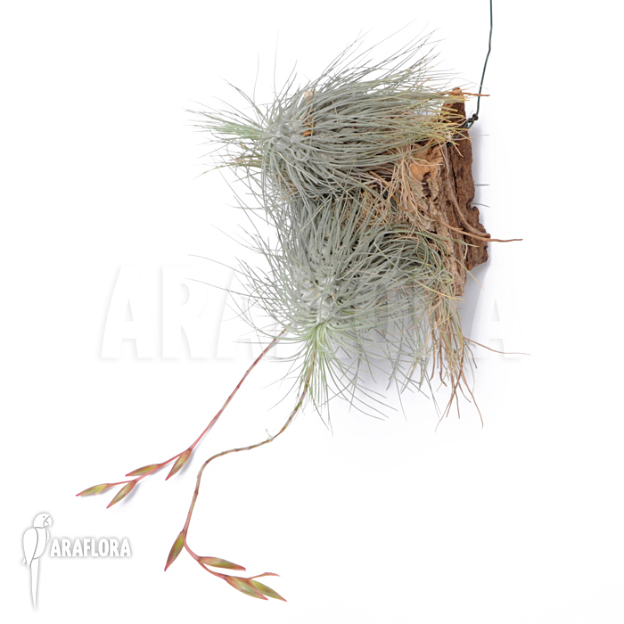 Tillandsia fuchsii