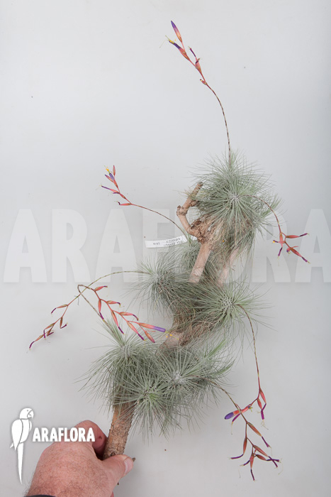 Tillandsia fuchsii gracilis