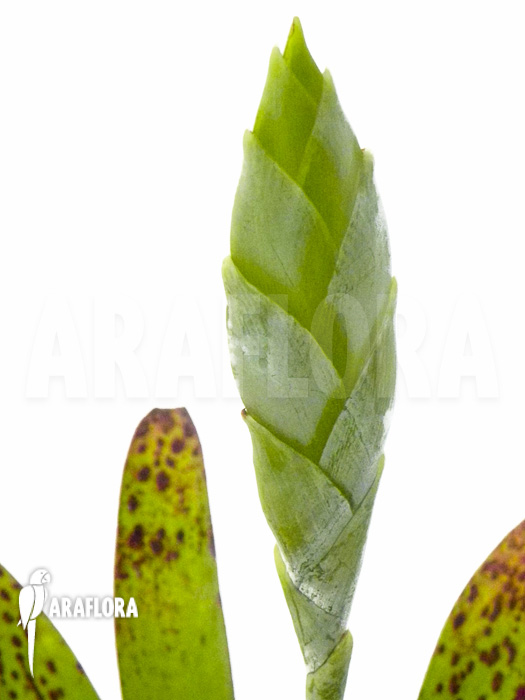 Large Tillandsia heterophylla flower
