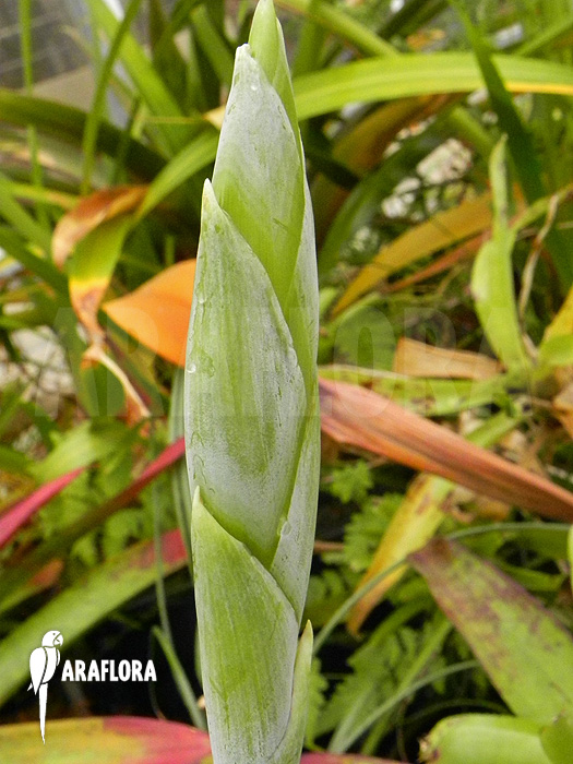 Flower Tillandsia heterophylla