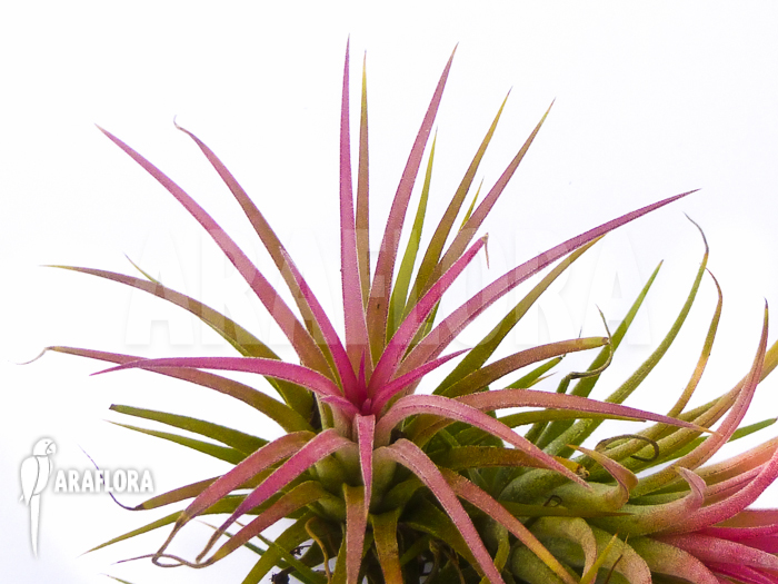 Tillandsia ionantha