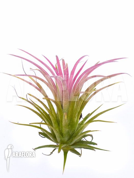 Tillandsia ionantha