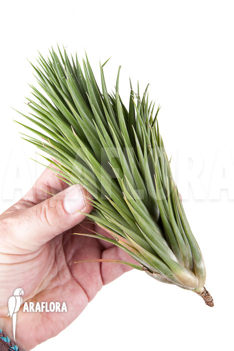 Tillandsia ionantha fuego type