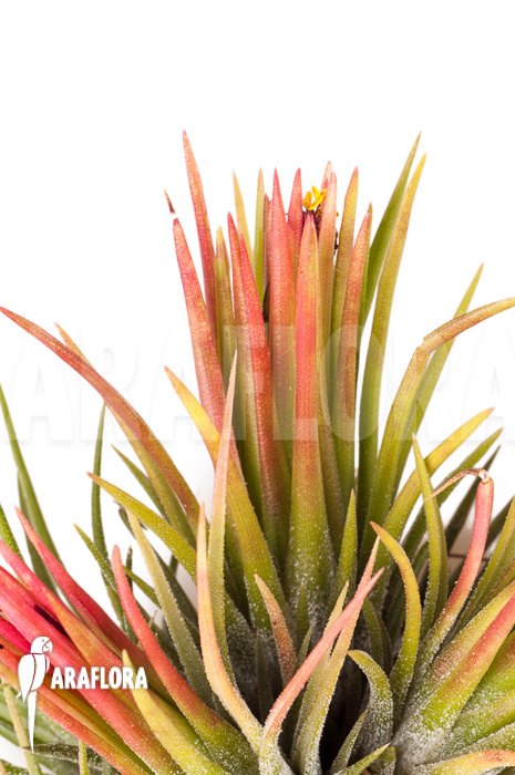 Tillandsia ionantha fuego type clump