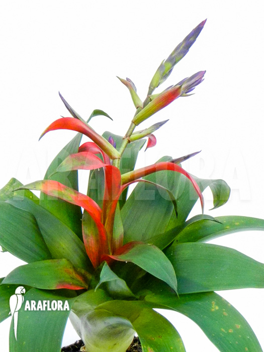 Tillandsia-leiboldiana-3