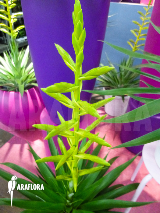 Tillandsia oerstediana