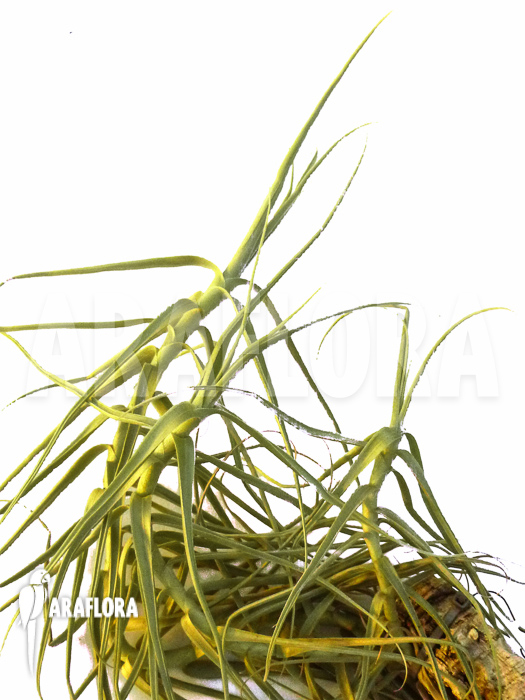 Tillandsia streptocarpa