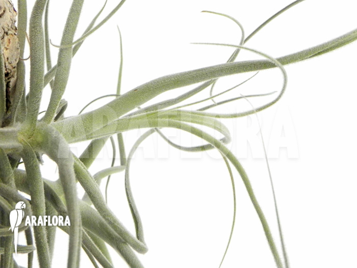 Tillandsia streptocarpa