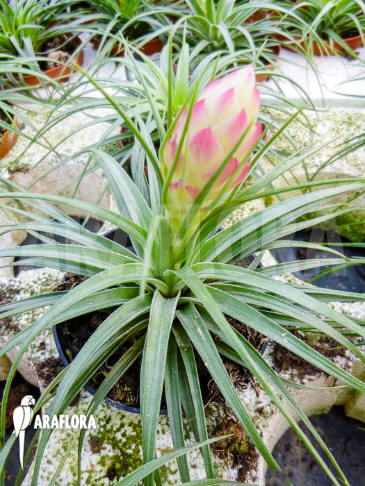 Tillandsia stricta