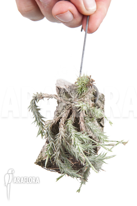 Tillandsia tricholepis