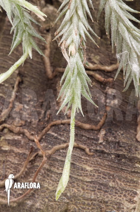 Tillandsia tricholepis