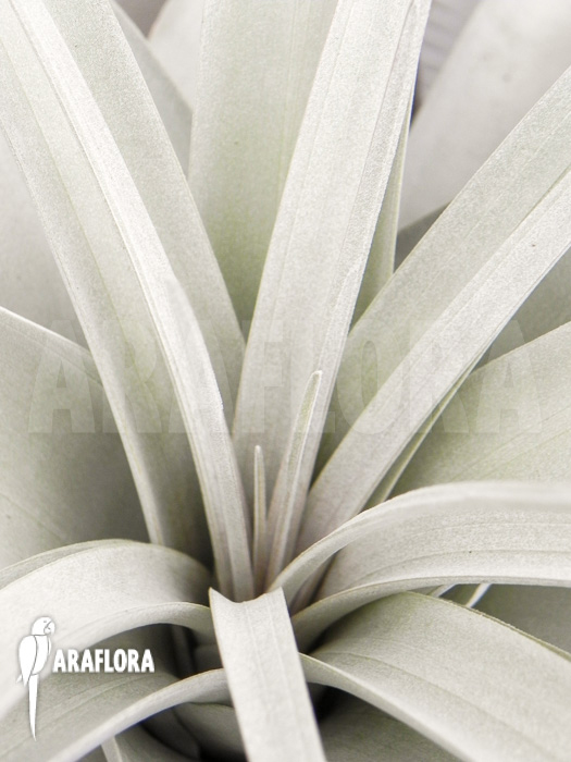 Tillandsia xerographica XL