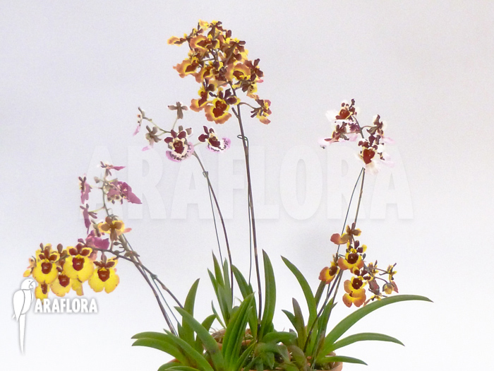 Tolumnia x Purple Rain