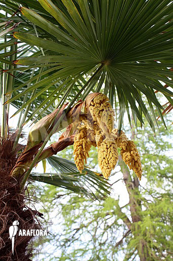 Trachycarpus fortunei