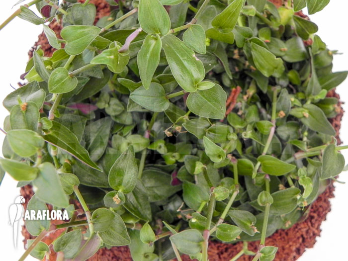 Tradescantia multiflora ‘Tahitian bridal veil’