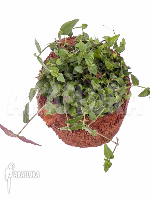 Tradescantia multiflora ‘Tahitian bridal veil’