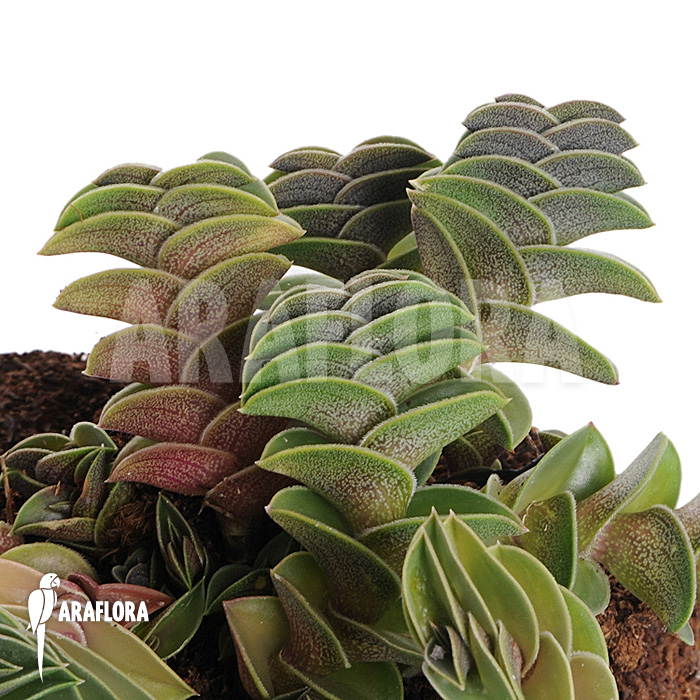 Tradescantia navicularis