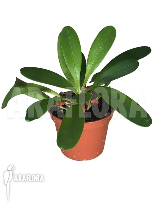 Tribulago tribulorides