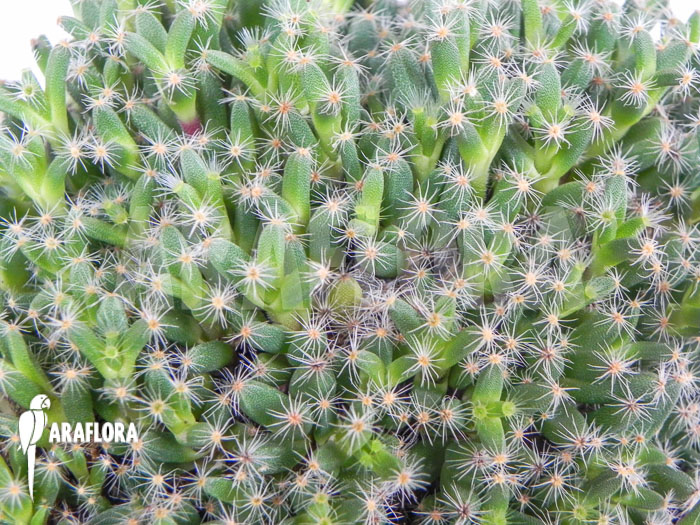 Trichodiadema densum