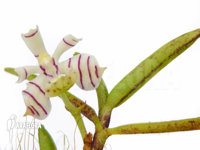 Trichoglottis pusilla