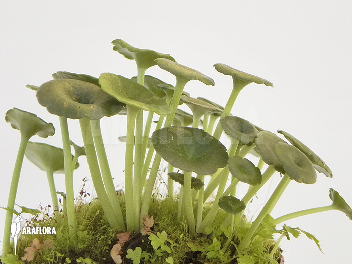 Umbilicus horizontalis