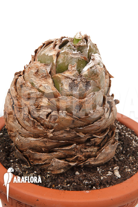 Urginea altissima ‘XL’